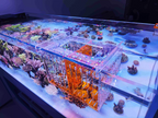 COVE Acrylic Acclimation & Isolation Box