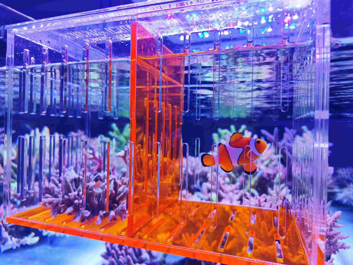 COVE Acrylic Acclimation & Isolation Box