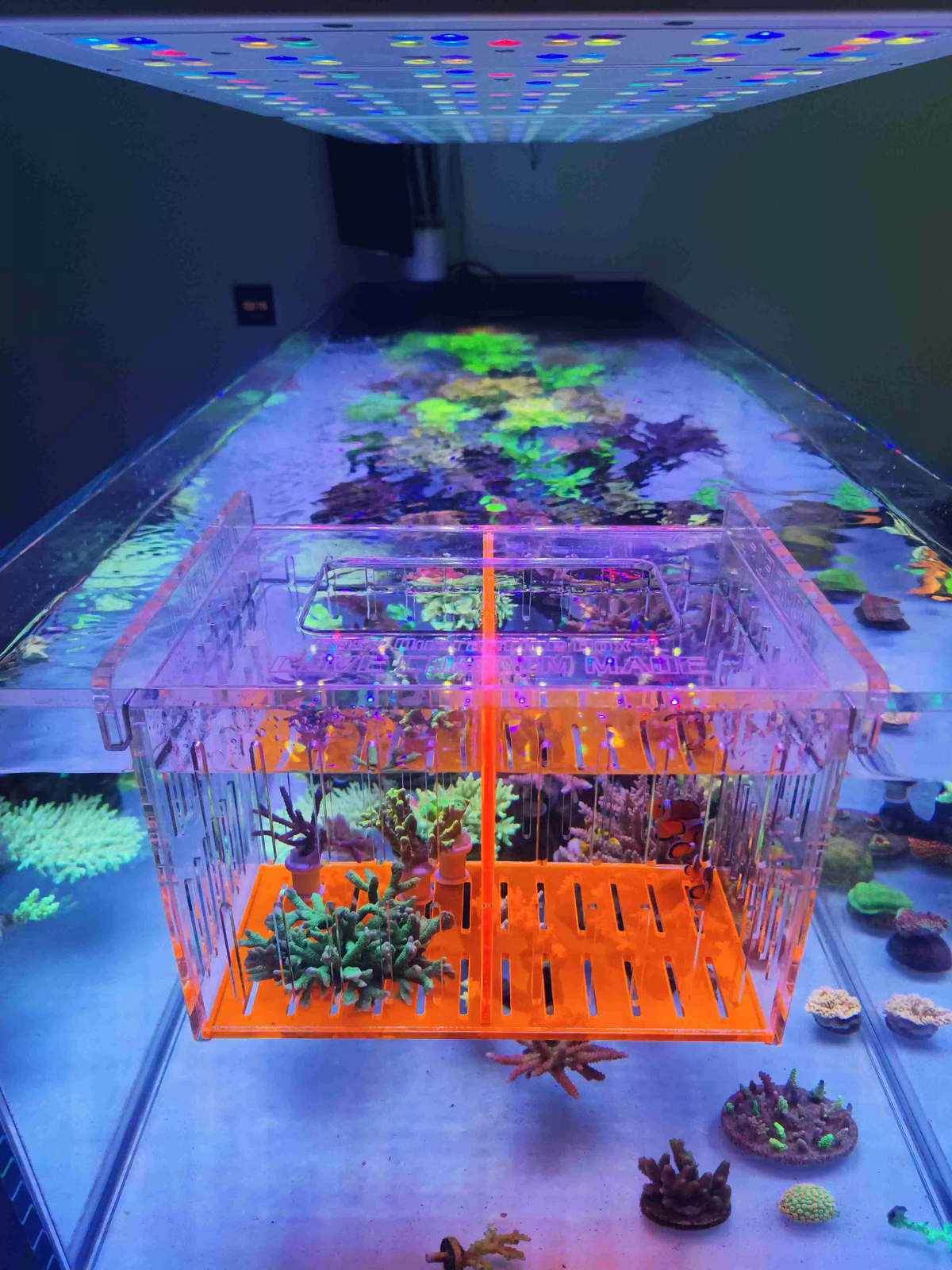 COVE Acrylic Acclimation & Isolation Box