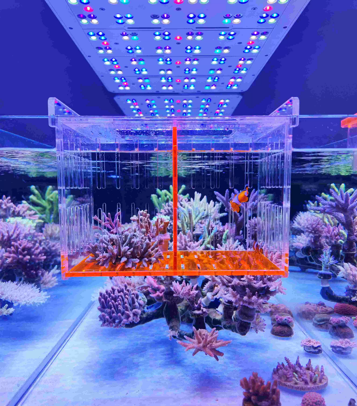 COVE Acrylic Acclimation & Isolation Box