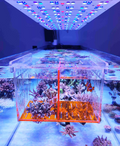 COVE Acrylic Acclimation & Isolation Box